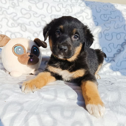 Psy ze schroniska do adopcji Malwa