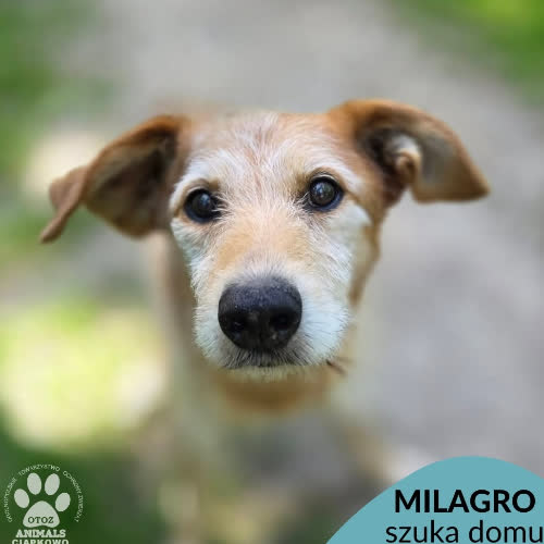 Millagro