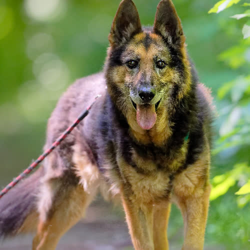 Psy ze schroniska do adopcji Ernest