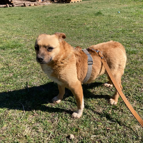Psy ze schroniska do adopcji Suita -8 kg