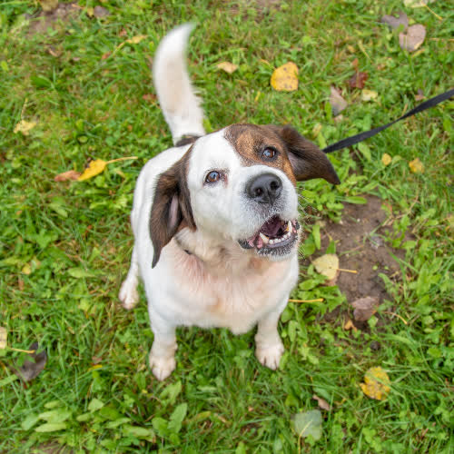 Psy ze schroniska do adopcji Reks