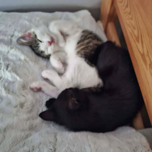 Koty ze schroniska do adopcji Czarna i Biały 