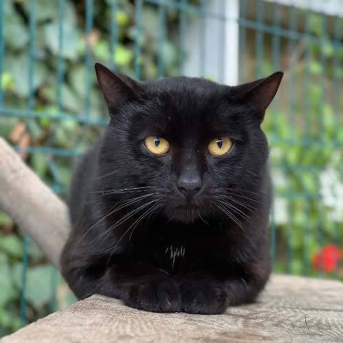 Koty ze schroniska do adopcji Bruno