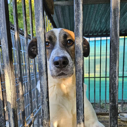 Psy ze schroniska do adopcji Kadet