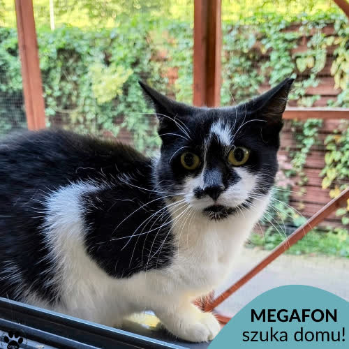 Koty ze schroniska do adopcji Megafon