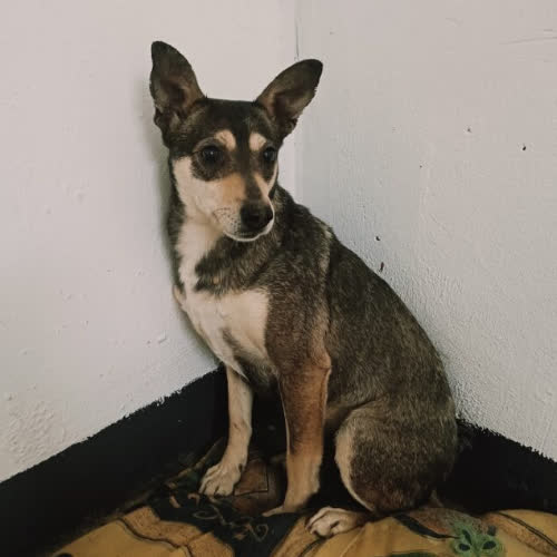 Psy ze schroniska do adopcji Lusia