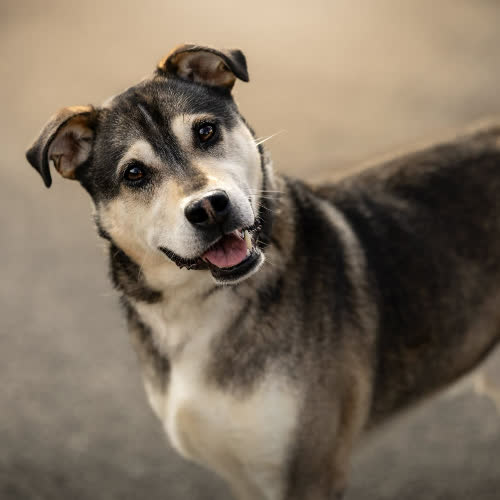 Psy ze schroniska do adopcji Pojętny SOLAN 