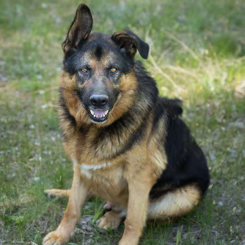 Psy ze schroniska do adopcji Largo