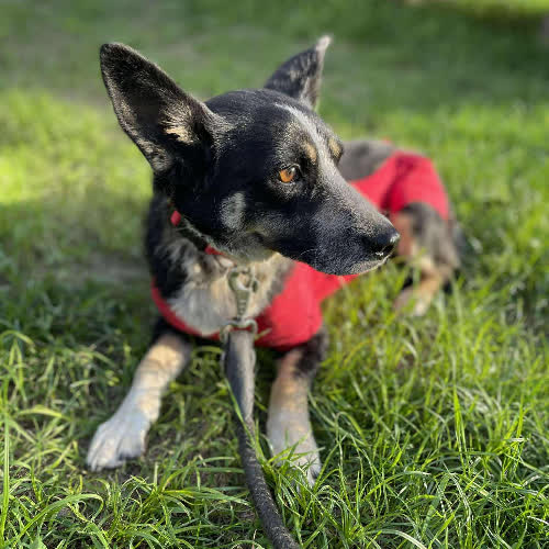 Psy ze schroniska do adopcji Lena 