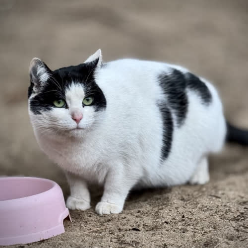 Koty ze schroniska do adopcji Mela