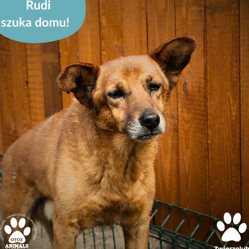 Psy ze schroniska do adopcji Rudi