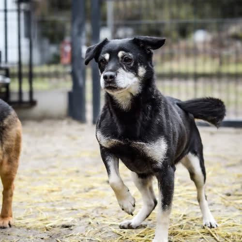Psy ze schroniska do adopcji Pako
