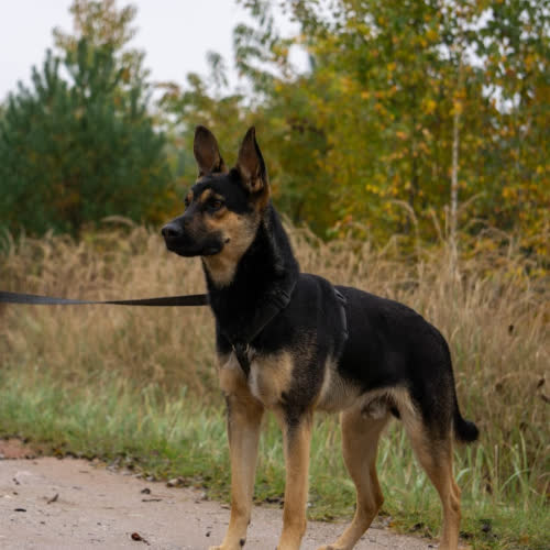 Psy ze schroniska do adopcji Messi