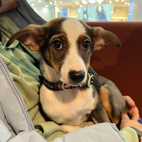 Trufla, Borowik, Podgrzybek