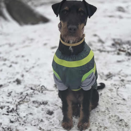 Psy ze schroniska do adopcji Terier niemiecki Wiliam 