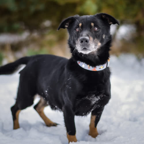 Psy ze schroniska do adopcji Serdelek 