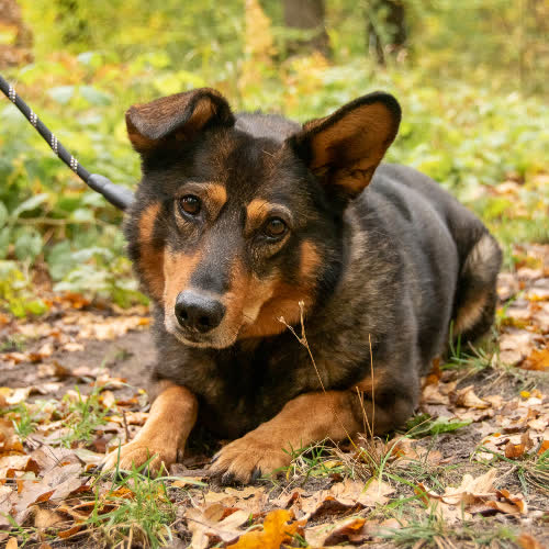 Psy ze schroniska do adopcji Romek