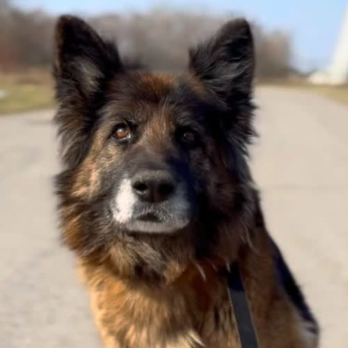 Psy ze schroniska do adopcji Bajka