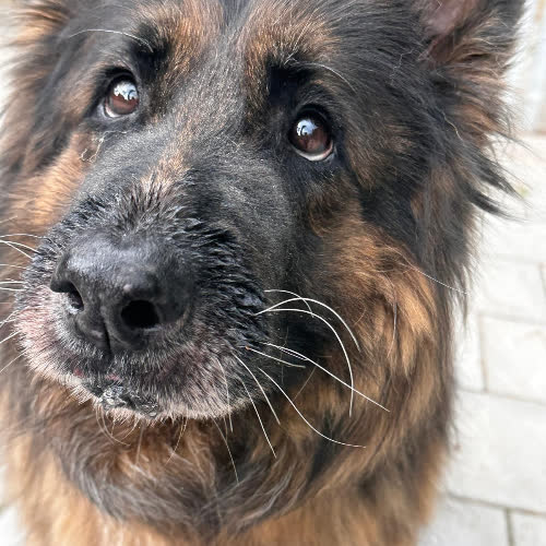 Psy ze schroniska do adopcji Szira