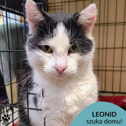 Leonid