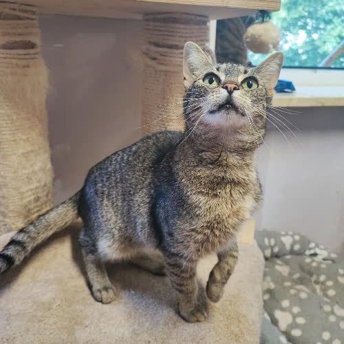 Koty ze schroniska do adopcji Czeczotka