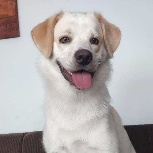 Psy ze schroniska do adopcji Zoltan