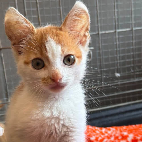 Koty ze schroniska do adopcji Fifi
