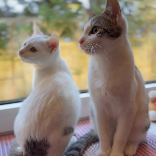 Koty ze schroniska do adopcji Liza i Lizak