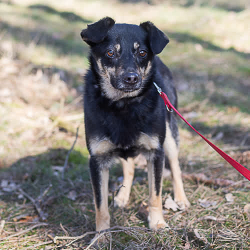 Psy ze schroniska do adopcji Karmel