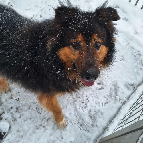 Psy ze schroniska do adopcji Andrzej