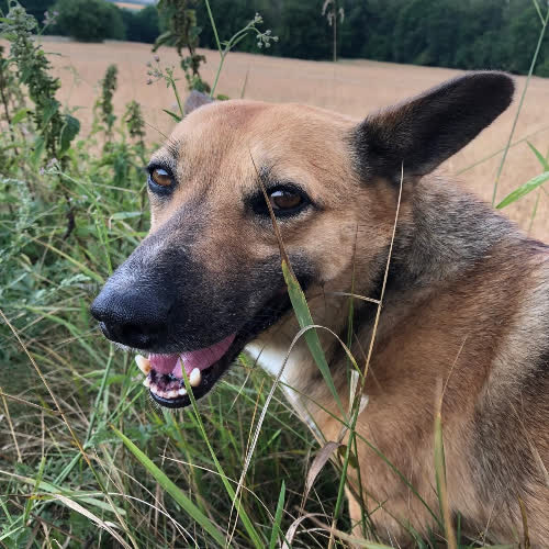 Psy ze schroniska do adopcji Edi