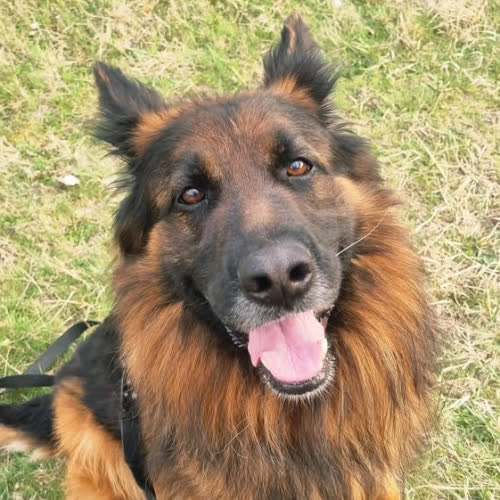 Psy ze schroniska do adopcji Shadow