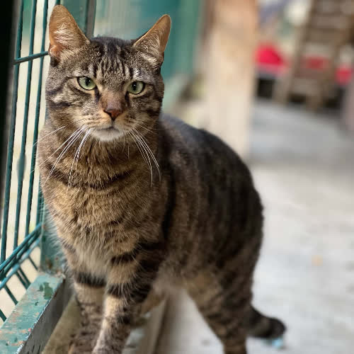 Koty ze schroniska do adopcji Gabryś