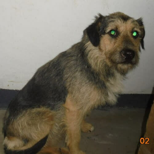 Psy ze schroniska do adopcji Barni 137