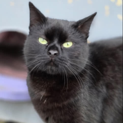 Koty ze schroniska do adopcji Julka