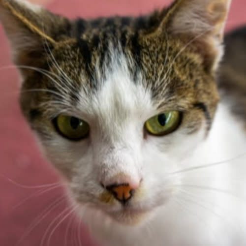 Koty ze schroniska do adopcji Vero