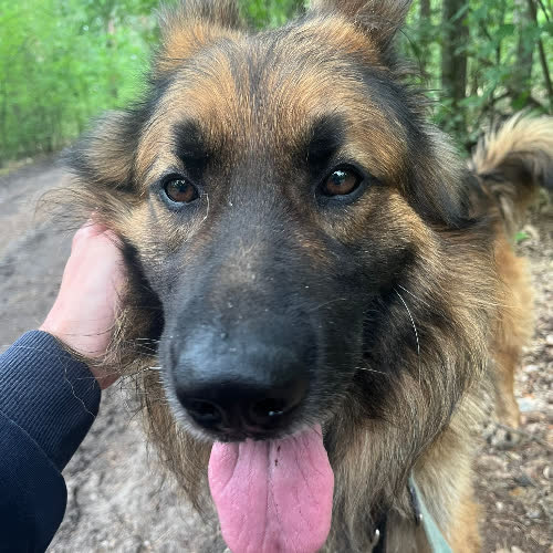 Psy ze schroniska do adopcji Denis