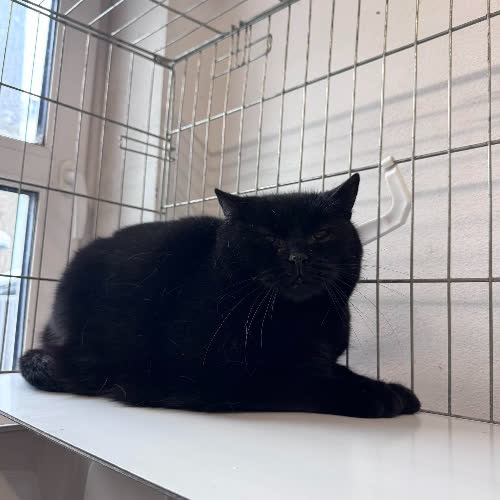 Koty ze schroniska do adopcji A135