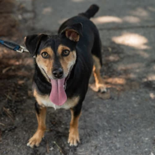 Psy ze schroniska do adopcji Roki