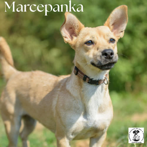 Marcepanka