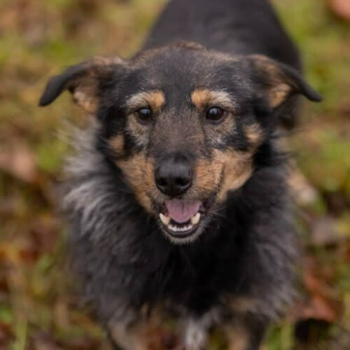 Psy ze schroniska do adopcji Michaś