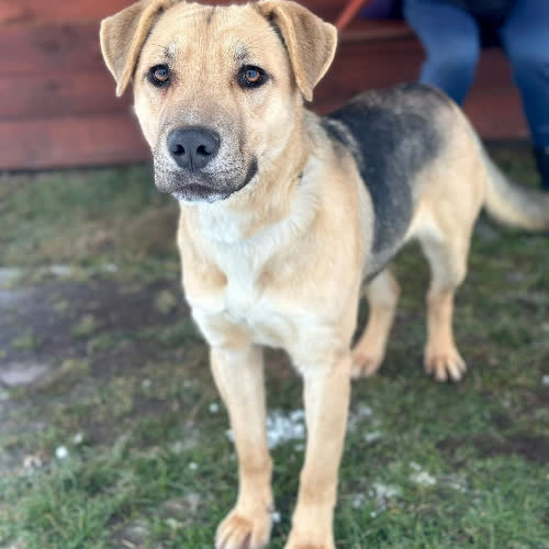 Dingo