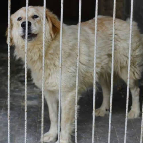 Psy ze schroniska do adopcji Didi