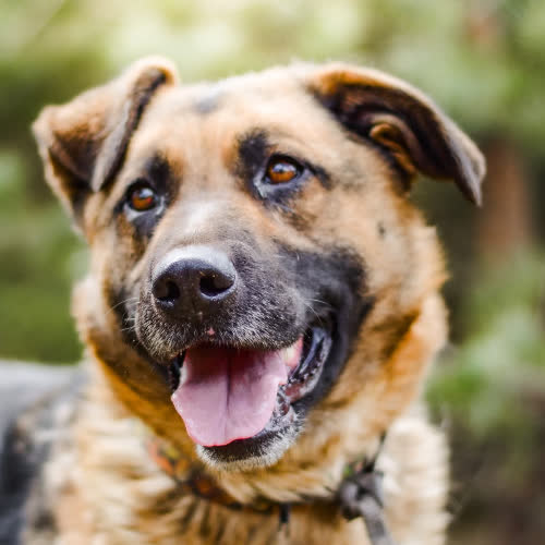 Psy ze schroniska do adopcji Didi 