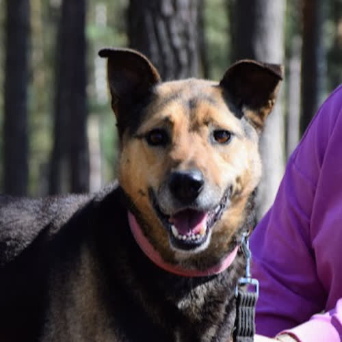 Psy ze schroniska do adopcji Astra