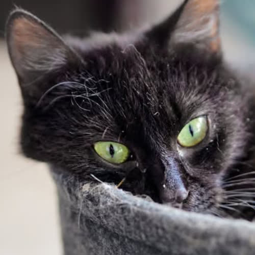 Koty ze schroniska do adopcji Sabrina
