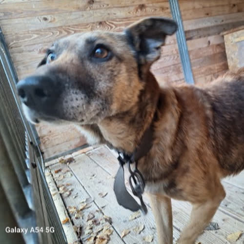 Psy ze schroniska do adopcji Yoko