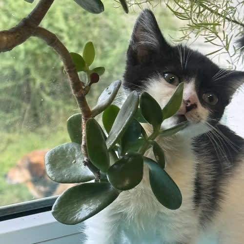 Kociak kotka na butelce