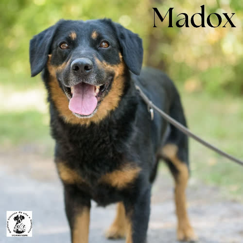 Madox