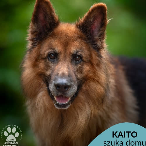 Kaito